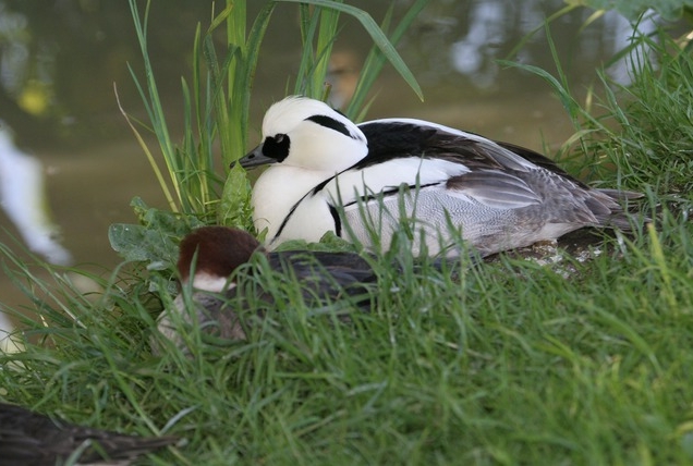 Les Oiseaux du Marais poitevin