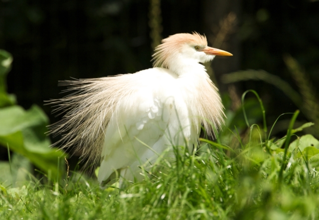 Les Oiseaux du Marais poitevin