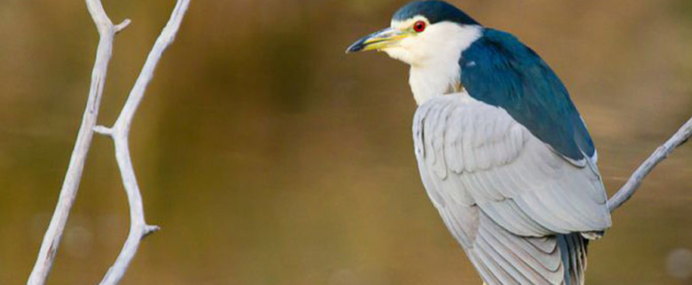 Réserve ornithologique du Teich