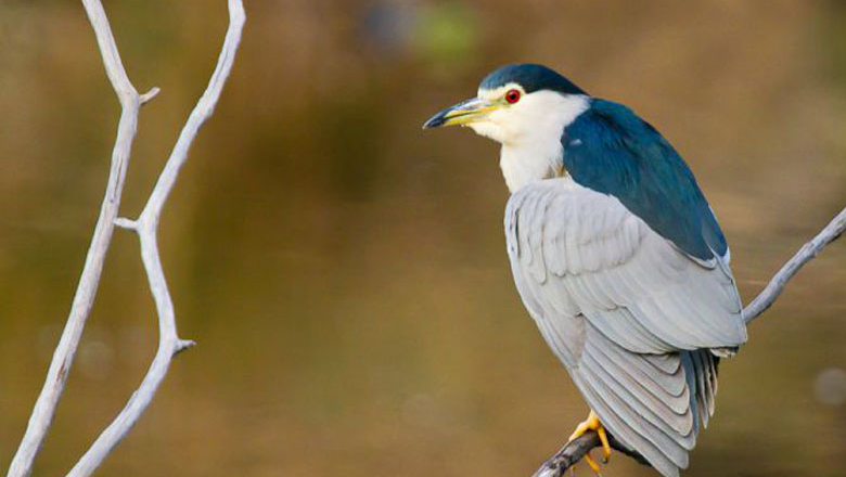 Réserve ornithologique du Teich