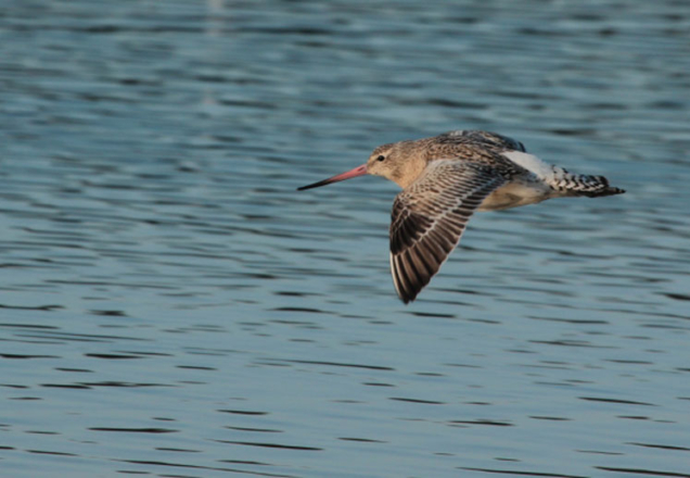 Réserve ornithologique du Teich