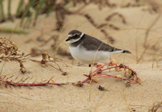 Réserve ornithologique du Teich
