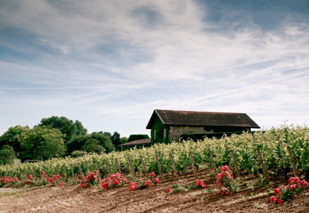 Château Malartic Lagravière